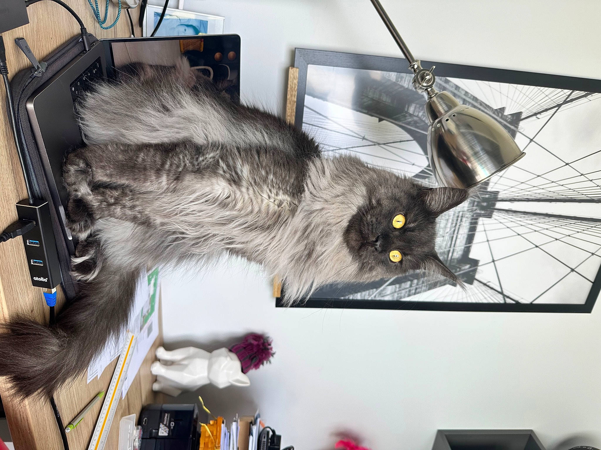 Shaman a rejoint le concours — aidez-le/la à gagner de superbes lots ! auto_part, carnivore, cat, domestic_short_haired_cat, felidae, fur, metal, picture_frame, room, small_to_medium_sized_cats, tail, whiskers