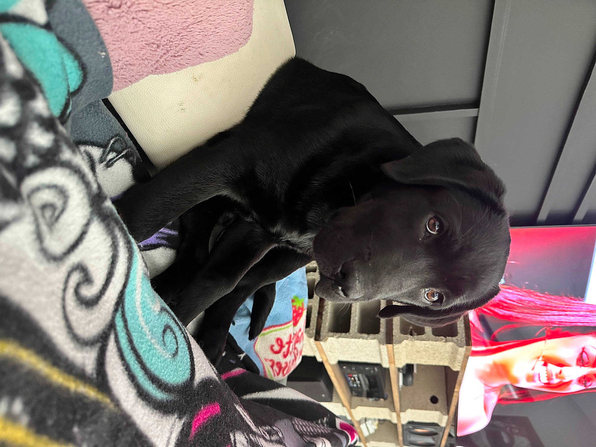 Thanos participe au concours pour gagner de l'argent avec cette photo : bag, baggage, canidae, carmine, carnivore, collar, comfort, companion_dog, dog, dog_breed, dog_collar, dog_supply, fashion_accessory, grey, guard_dog, helmet, leash, personal_protective_equipment, sporting_group, working_animal