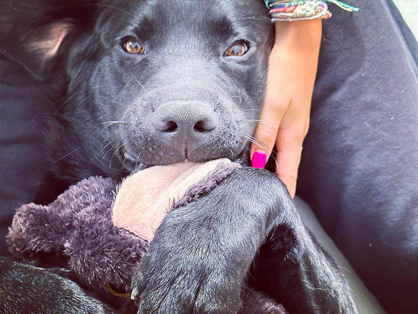 Thanos participe au concours pour gagner de l'argent avec cette photo : borador, canidae, carnivore, collar, comfort, companion_dog, dog, dog_breed, dog_collar, fur, gesture, guard_dog, gun_dog, happy, hunting_dog, non_sporting_group, snout, sporting_group, whiskers, working_animal