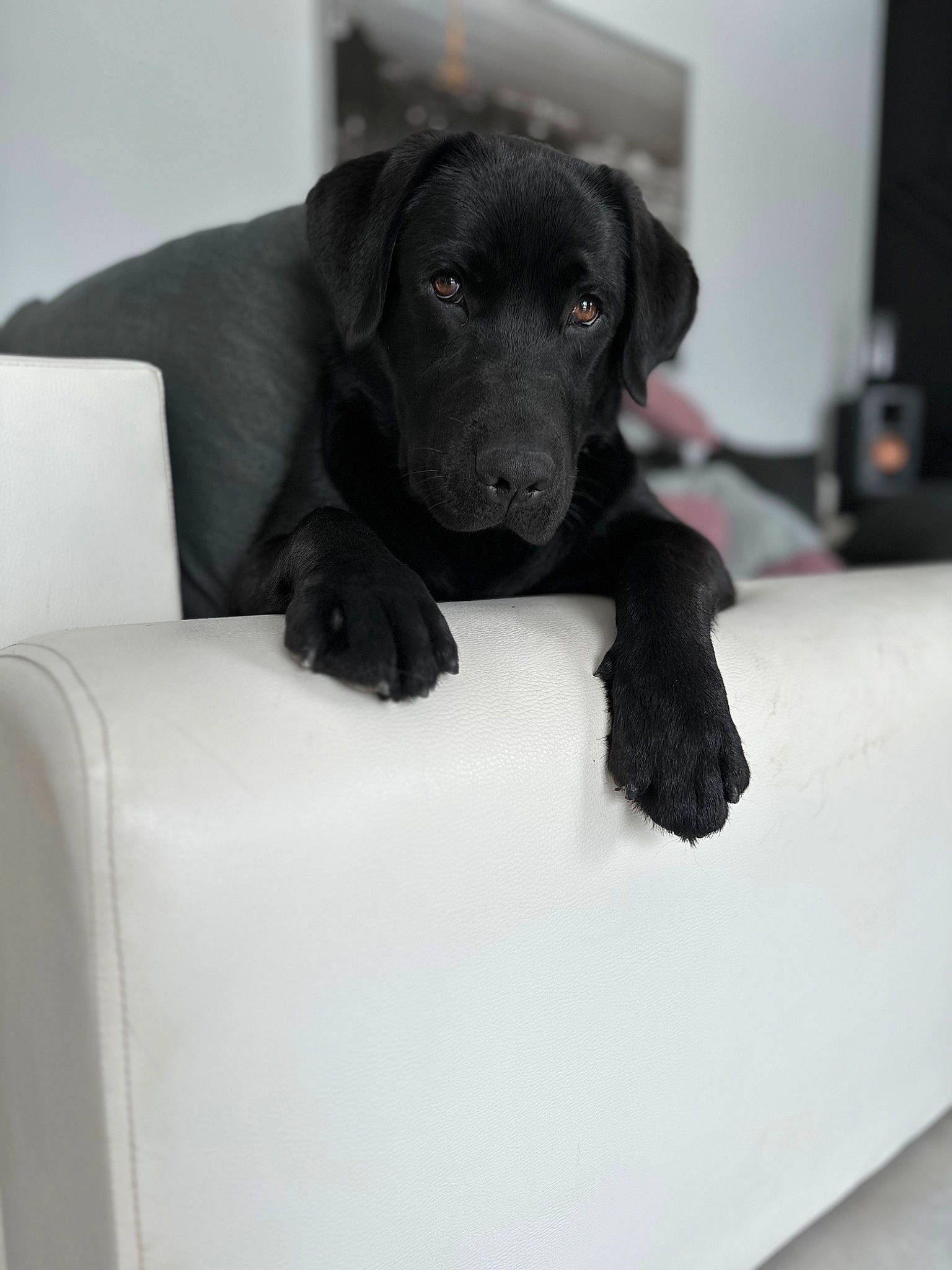 Thanos a rejoint le concours — aidez-le/la à gagner de superbes lots ! borador, canidae, carnivore, comfort, companion_dog, dog, dog_breed, dog_collar, fur, gun_dog, liver, non_sporting_group, pet_supply, snout, sporting_group, terrestrial_animal, whiskers, working_animal