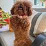 Kobe Simba Le is registered to the contest to win money with this photo: dog, poodle, brown, fluffy, pet, outdoor, sofa, cushion, person, colorful_clothing, window, house, smiling, raised_paws, furniture, daylight, happy, cute, companion, domestic_animal