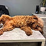 Kobe Simba Le joined the competition — help win amazing prizes! dog, curly_fur, brown_fur, sleeping, table, office, pet, relaxed, indoor, fur, animal, canine, desk, food_bowl, plant, container, chair, coat, resting, napping