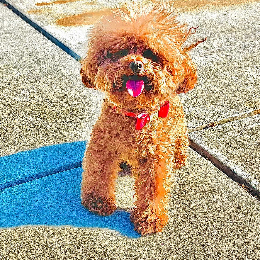 Kobe Simba Le is registered to the contest to win money with this photo: animal, brown, canine, collar, curly_fur, cute, dog, fluffy, happy, outdoor, pet, playful, poodle, red_bow, shadow, sidewalk, small_dog, standing, sunlight, tongue_out