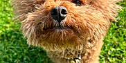 Kobe Simba Le joined the competition — help win amazing prizes! dog, brown, fluffy, curly_fur, grass, outdoor, pet, canine, close_up, sunlight, nature, animal, cute, fur, collar, portrait, greenery, playful, domestic_animal, mammal