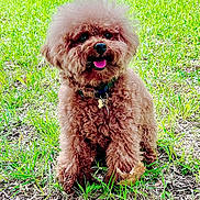 Kobe Simba Le is registered to the contest to win money with this photo: dog, brown_dog, curly_fur, happy, grass, outdoor, pet, sitting, tongue_out, collar, leaf, nature, cute, animal, fluffy, summer, closeup, small_dog, portrait, playful