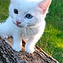 animal, blue_eye, close_up, curious, cute, dark_eye, exploring, fur, greenery, heterochromia, kitten, nature, outdoor, pet, small_animal, sunlight, tree_log, whiskers, white_cat, young