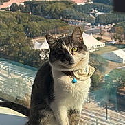 Beau is registered to the contest to win money with this photo: cat, pet, animal, windowsill, collar, bell, gray_and_white, sitting, outdoor_view, trees, nature, sunlight, daylight, window, curious, feline, portrait, domestic_cat, whiskers, ears