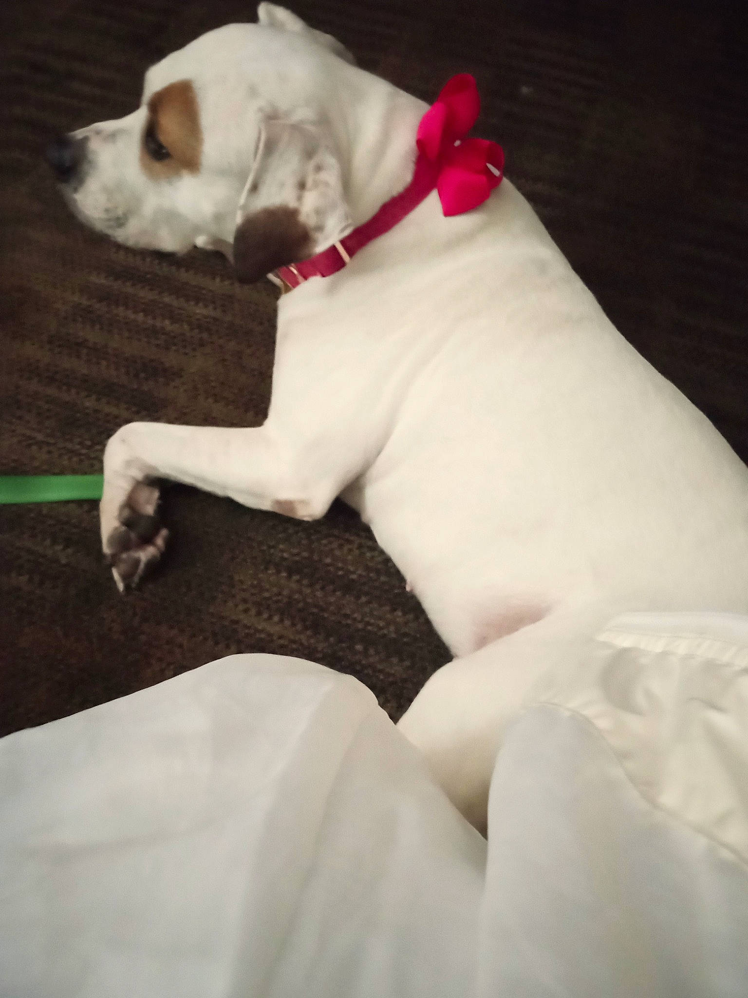 Fatgirl is registered to the contest to win money with this photo: canidae, carmine, carnivore, collar, comfort, companion_dog, dog, dog_breed, dog_collar, dog_supply, fawn, leash, non_sporting_group, paw, pet_supply, snout, sporting_group, tail, toy_dog, working_animal