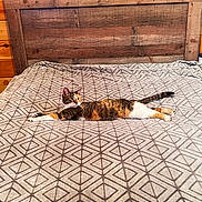 Cali is registered to the contest to win money with this photo: cat, calico_cat, bed, bedspread, pattern, wooden_headboard, wood_paneling, indoor, feline, relaxed, resting, striped, orange, white, brown, cozy, domestic, pet, animal, sleeping_area