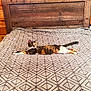 cat, calico_cat, bed, bedspread, pattern, wooden_headboard, wood_paneling, indoor, feline, relaxed, resting, striped, orange, white, brown, cozy, domestic, pet, animal, sleeping_area
