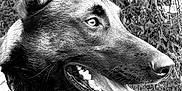 Rafal a rejoint le concours — aidez-le/la à gagner de superbes lots ! alert, animal, black_and_white, canine, chain, close_up, collar, dog, ears_up, furry, german_shepherd, grass, happy, leaves, nature, outdoor, pet, portrait, side_view, tongue_out