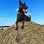 Rafal participe au concours pour gagner de l'argent avec cette photo : dog, canine, hay_bale, field, outdoor, blue_sky, clouds, animal, tongue_out, collar, farm, nature, pet, sunlight, grassland, rural, summer, happy, resting, alert