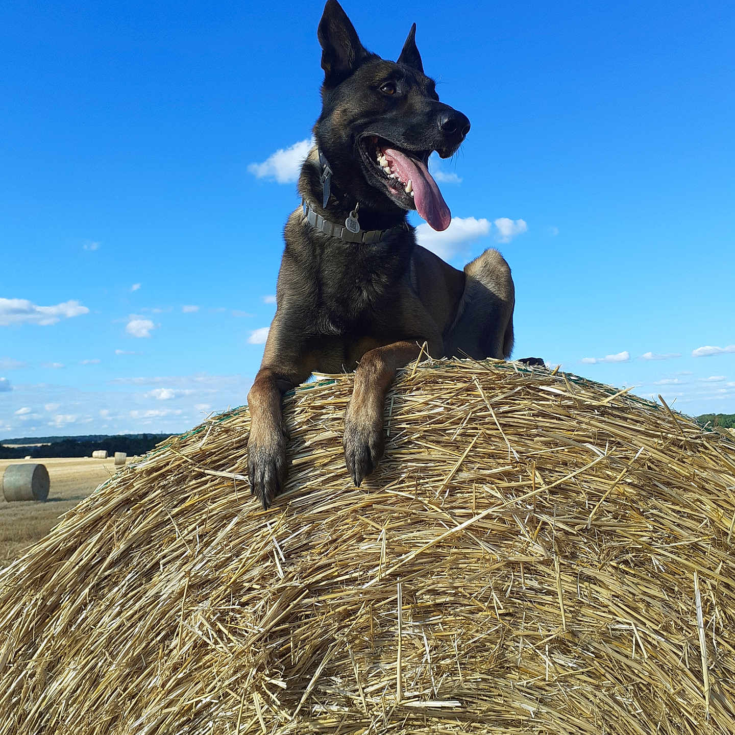 Rafal participe au concours pour gagner de l'argent avec cette photo : alert, animal, blue_sky, canine, clouds, collar, dog, farm, field, grassland, happy, hay_bale, nature, outdoor, pet, resting, rural, summer, sunlight, tongue_out
