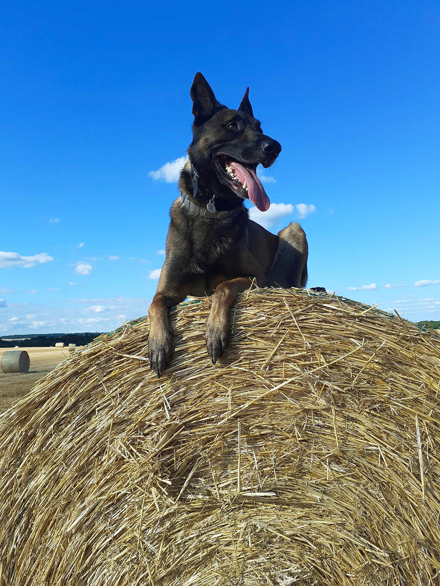 Rafal participe au concours pour gagner de l'argent avec cette photo : dog, canine, hay_bale, field, outdoor, blue_sky, clouds, animal, tongue_out, collar, farm, nature, pet, sunlight, grassland, rural, summer, happy, resting, alert