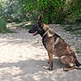 Rafal participe au concours pour gagner de l'argent avec cette photo : animal, canine, collar, daytime, dog, fur, german_shepherd, greenery, nature, outdoor, park, peaceful, pet, quiet, sand, shadow, sitting, sunlight, tongue_out, trees