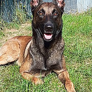 Rafal participe au concours pour gagner de l'argent avec cette photo : dog, belgian_malinois, grass, outdoor, pet, animal, canine, sunlight, happy, tongue_out, ears_up, fence, nature, muzzle, brown_fur, black_mask, lying_down, alert, daytime, closeup