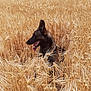 Rafal participe au concours pour gagner de l'argent avec cette photo : agriculture, animal, brown, canine, daytime, dog, farm, fence, grass, happy, leaf, nature, outdoor, pet, plant, rural, sky, summer, tongue, wheat_field