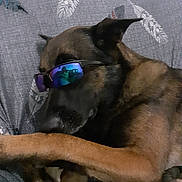 Rafal participe au concours pour gagner de l'argent avec cette photo : animal, black_fur, brown_fur, canine, closeup, companion, cool, couch, dog, domestic_animal, fabric, indoor, laying_down, leisure, pet, reflection, relaxed, resting, shade, sunglasses