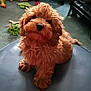 adorable, animal, blue_surface, carpet, curly_hair, cute, dog, domestic_animal, ears, front_paws, fur, indoor, looking_up, nose, pet, playful, puppy, small_dog, toy, young_dog