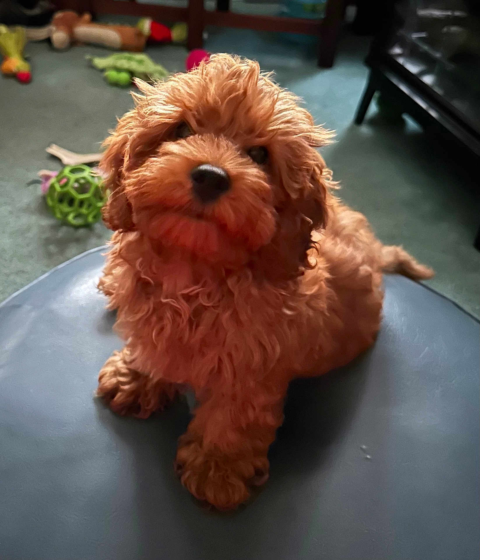 Finley Aka Finn