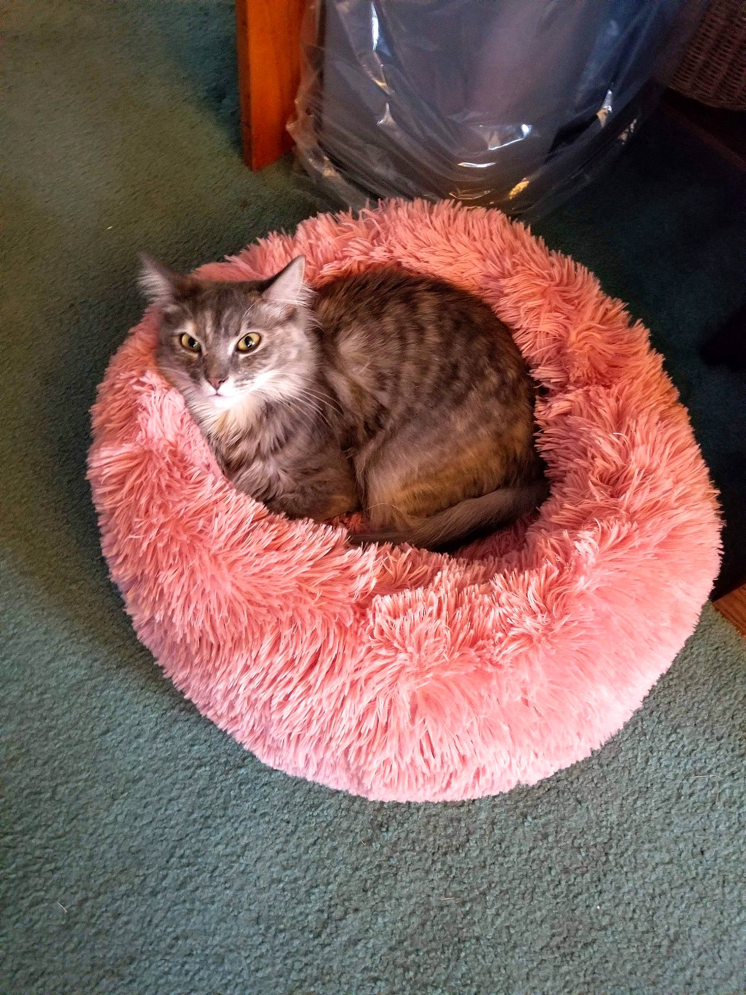 Charlotte joined the competition — help win amazing prizes! carnivore, cat, cat_bed, cat_supply, comfort, domestic_short_haired_cat, drinking_water, felidae, fur, magenta, paw, pet_supply, serveware, small_to_medium_sized_cats, tableware, tail, terrestrial_animal, whiskers, woolen