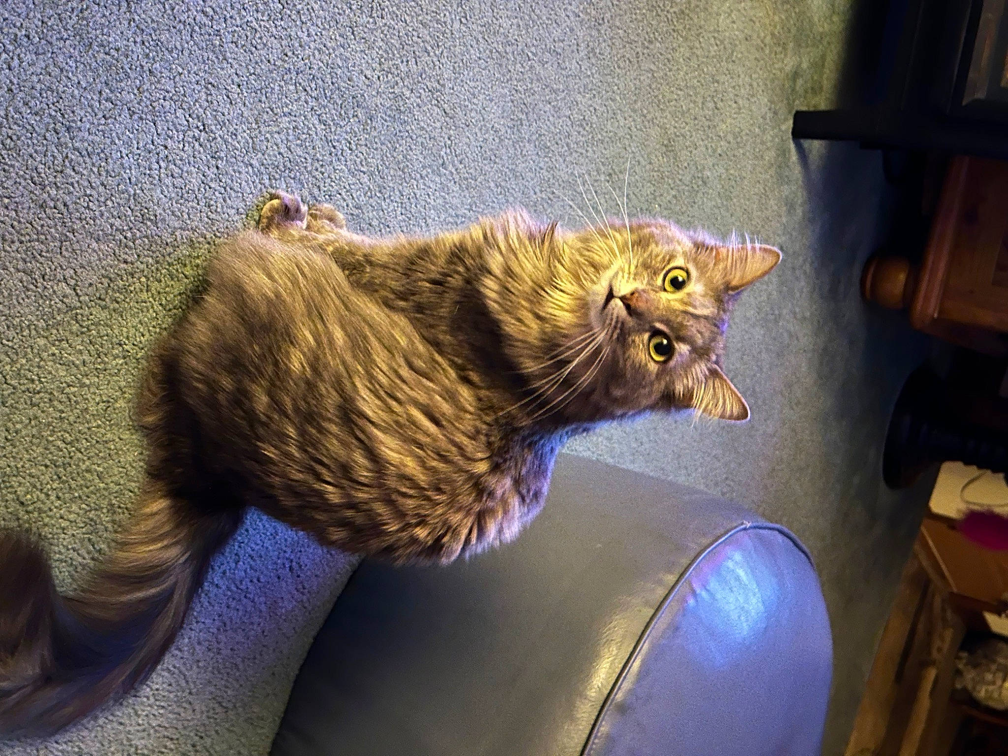 Charlotte is registered to the contest to win money with this photo: animal_shelter, carnivore, cat, cat_supply, claw, comfort, domestic_short_haired_cat, felidae, fur, small_to_medium_sized_cats, snout, tail, terrestrial_animal, whiskers, window