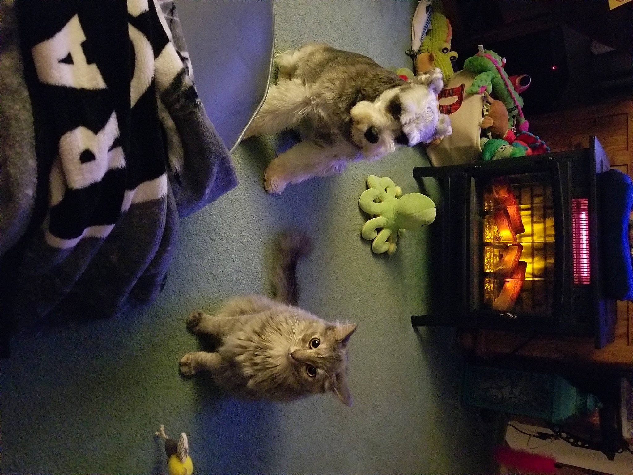 Charlotte joined the competition — help win amazing prizes! carnivore, cat, collection, domestic_short_haired_cat, fawn, felidae, fur, mammal, plush, purple, room, small_to_medium_sized_cats, snapshot, stuffed_toy, tail, teddy_bear, toy, vertebrate, whiskers, yellow