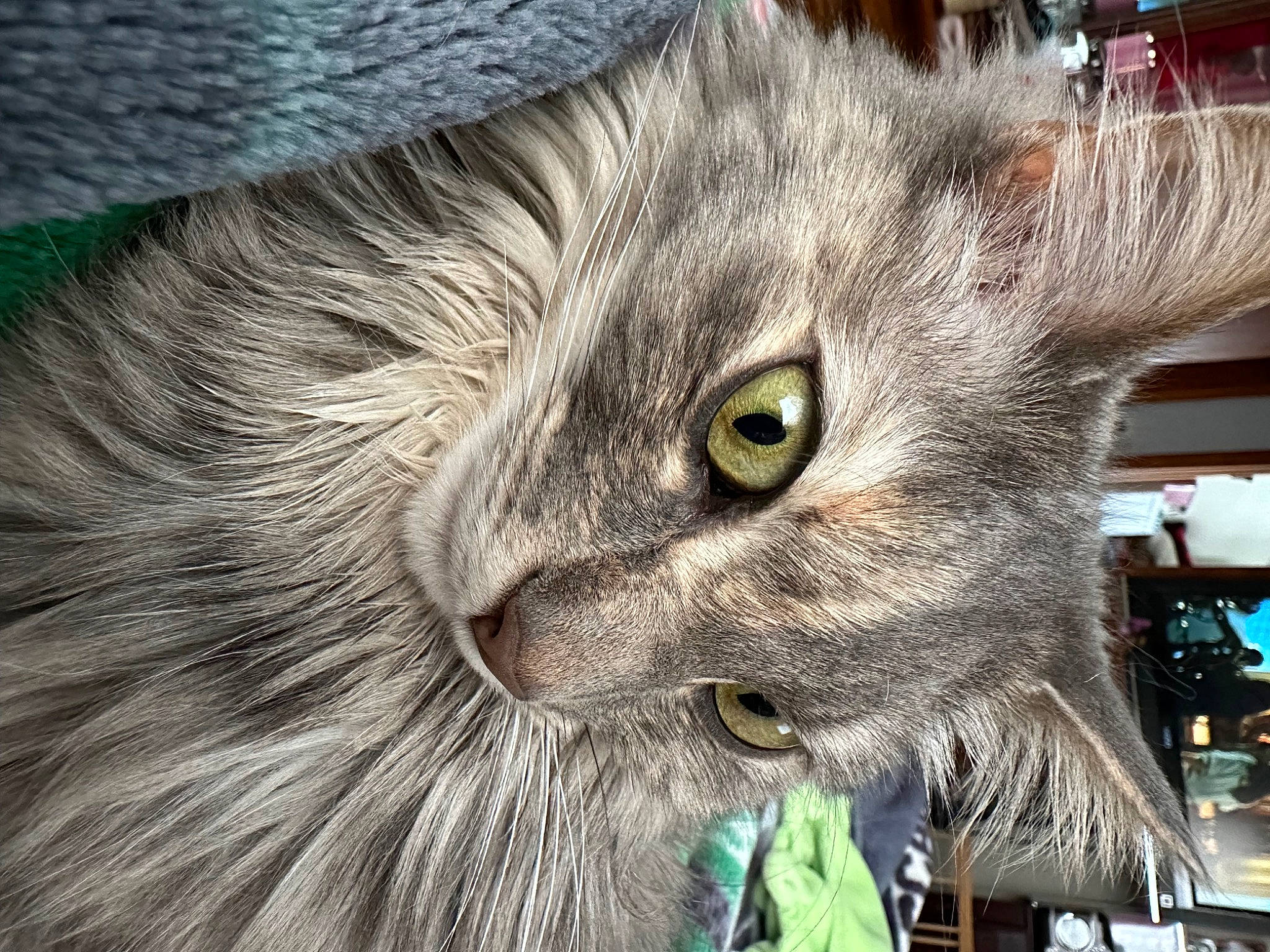 Charlotte joined the competition — help win amazing prizes! art, british_longhair, carnivore, cat, claw, close_up, domestic_short_haired_cat, event, felidae, fur, grey, paw, small_to_medium_sized_cats, snout, tail, terrestrial_animal, whiskers, wildlife