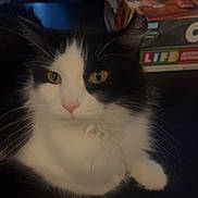 Violet joined the competition — help win amazing prizes! animal, black_and_white, board_game, cat, close_up, cute, domestic, ears, feline, fluffy, fur, indoor, nose, pet, quiet, relaxed, resting, table, whiskers, yellow_eyes