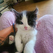 Violet joined the competition — help win amazing prizes! kitten, cat, pet, black_and_white, fluffy, paw, pink_paw, person, lap, purple_pants, tattoo, bracelet, indoor, living_room, floor, chair, table, cozy, cute, animal