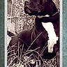 alert, animal, black_dog, canine, collar, dog, ears, framed, fur, grass, monochrome, nature, outdoor, portrait, profile, snout, standing, textured_background, vintage_photo, white_chest_patch