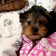 Tuppence joined the competition — help win amazing prizes! basket, black_fur, blanket, brown_fur, close_up, couch, cozy, cushions, cute, dog, fluffy, indoors, pet, pink_blanket, polka_dots, portrait, puppy, scruffy, small_dog, yorkshire_terrier