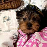 basket, black_fur, blanket, brown_fur, close_up, couch, cozy, cushions, cute, dog, fluffy, indoors, pet, pink_blanket, polka_dots, portrait, puppy, scruffy, small_dog, yorkshire_terrier