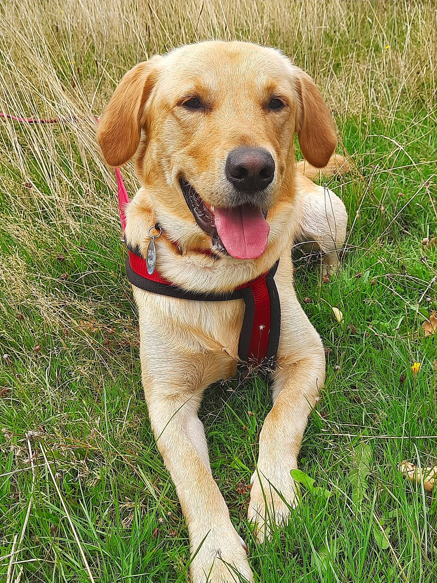 Baymax is registered to the contest to win money with this photo: canidae, carnivore, collar, companion_dog, dog, dog_breed, dog_collar, fawn, grass, gun_dog, herb, hunting_dog, labrador_retriever, plant, snout, sporting_group, tail, terrestrial_animal, whiskers, working_animal