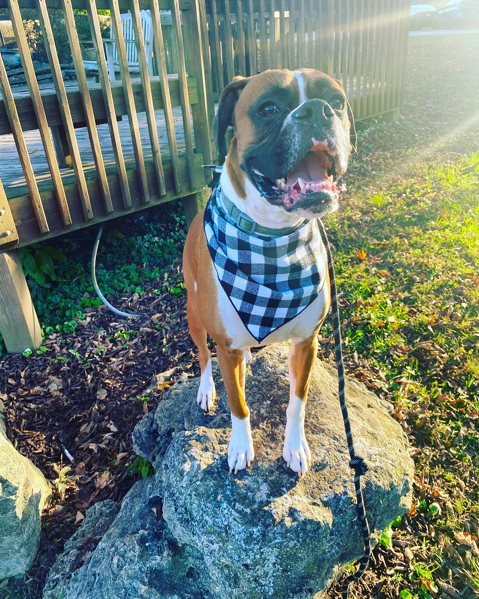 Denver joined the competition — help win amazing prizes! carnivore, collar, companion_dog, dog, dog_breed, dog_collar, dog_supply, fawn, fence, flower, garden, grass, home_fencing, leash, mammal, pet_supply, plant, tail, whiskers, working_animal