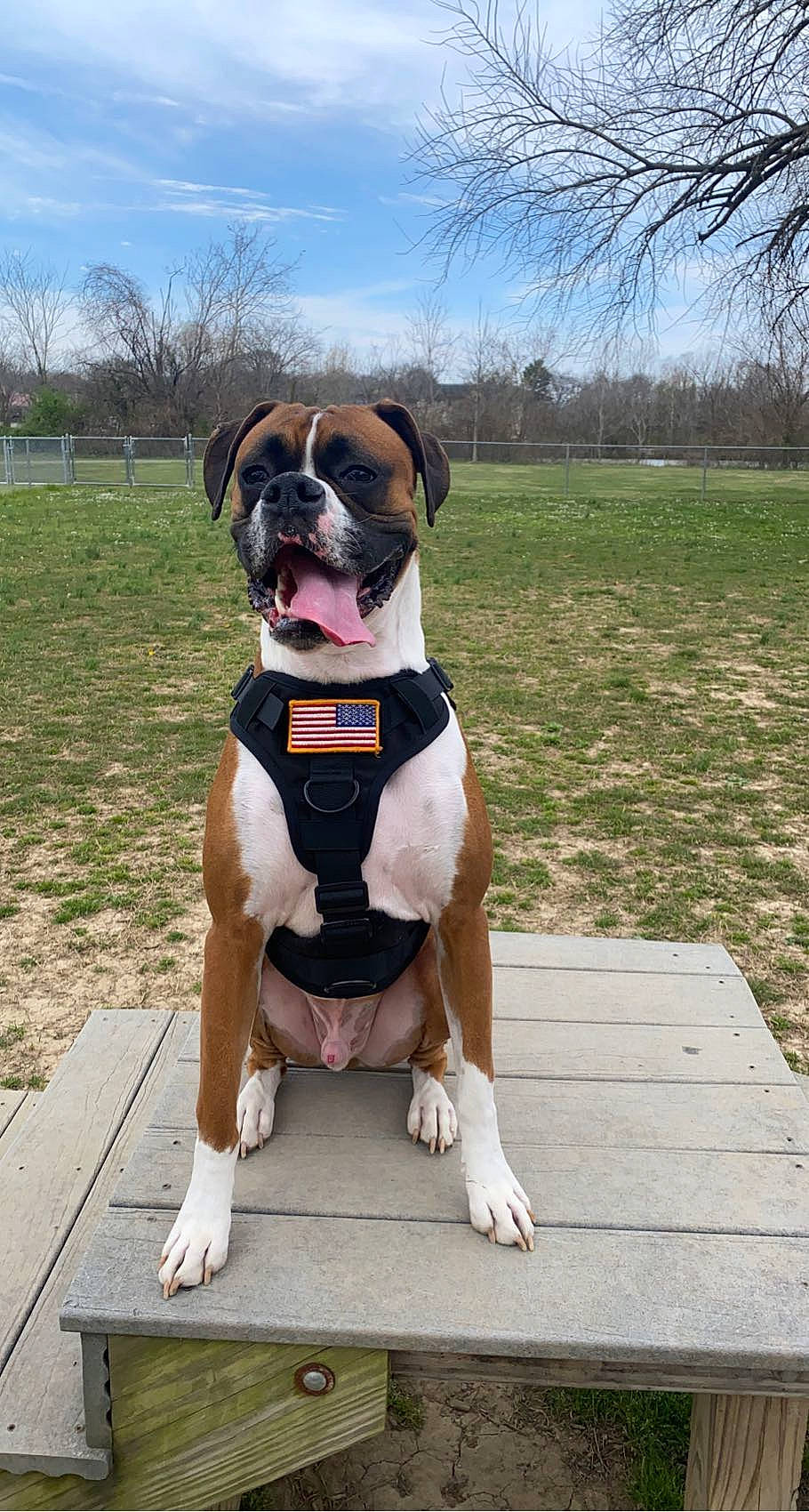 Denver joined the competition — help win amazing prizes! bulldog, canidae, carnivore, cloud, collar, companion_dog, dog, dog_breed, dog_clothes, dog_collar, dog_supply, fawn, grass, leash, plant, sky, snout, sporting_group, tail, tree