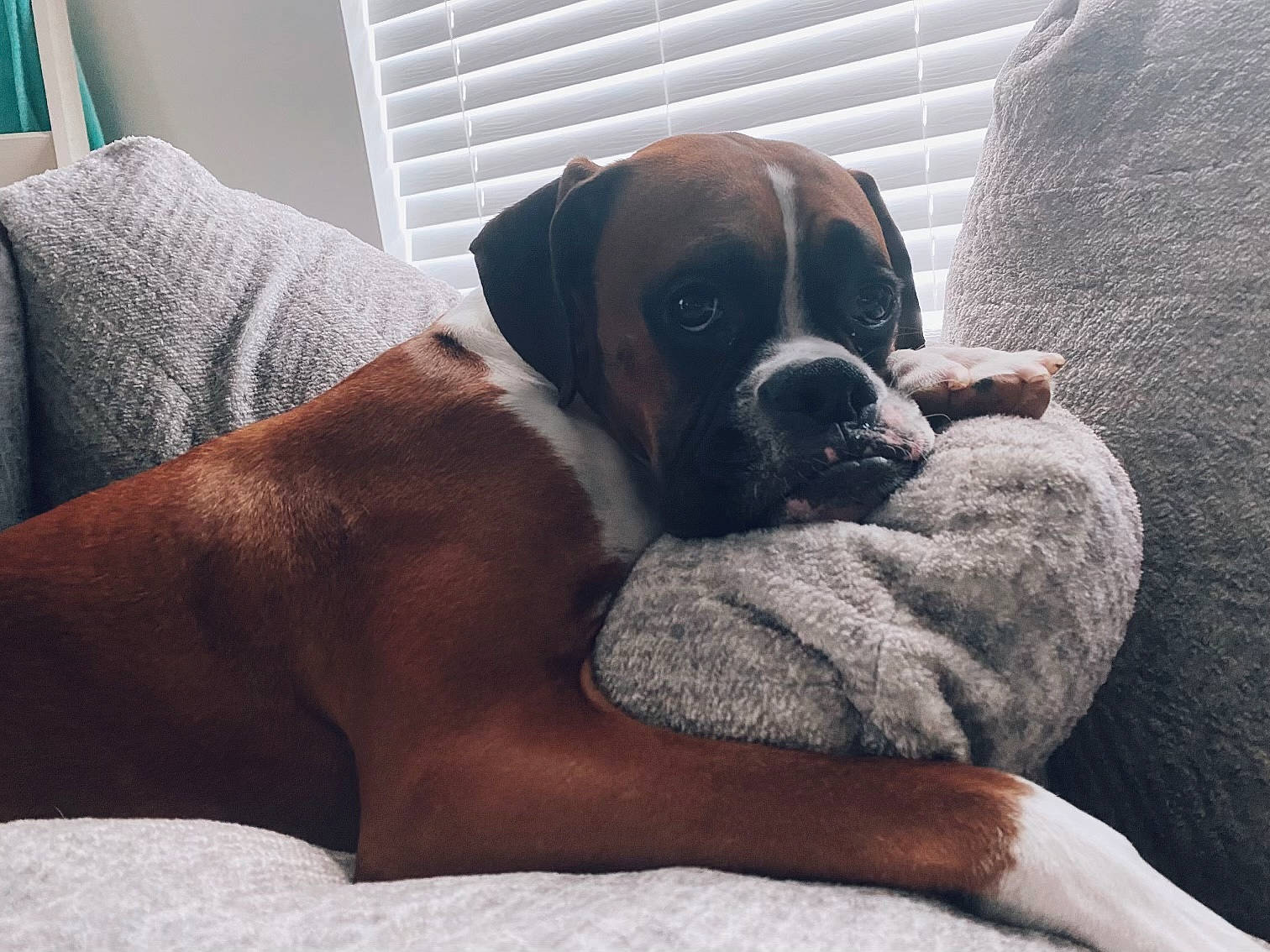 Denver is registered to the contest to win money with this photo: bored, boxer, carnivore, comfort, companion_dog, dog, dog_breed, dog_supply, fawn, flooring, fur, hardwood, liver, molosser, paw, snout, sporting_group, tail, working_animal, working_dog