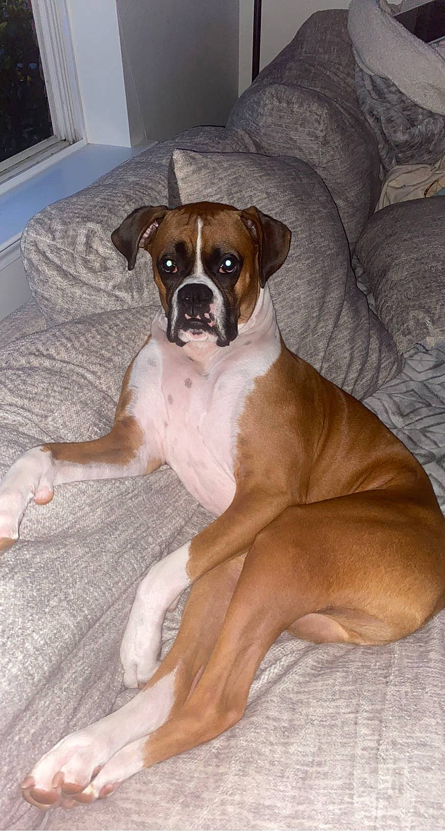 Denver joined the competition — help win amazing prizes! ancient_dog_breeds, bored, boxer, canidae, carnivore, comfort, companion_dog, couch, dog, dog_breed, fawn, flooring, hardwood, non_sporting_group, plant, snout, sporting_group, window, working_animal, working_dog