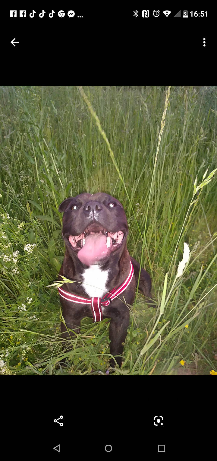 Orkan participe au concours pour gagner de l'argent avec cette photo : american_pit_bull_terrier, american_staffordshire_terrier, canidae, carnivore, dog, dog_breed, grass, non_sporting_group, plant, sporting_group, staffordshire_bull_terrier