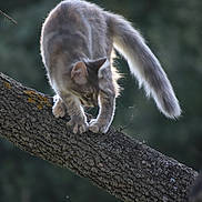 Aïna a rejoint le concours — aidez-le/la à gagner de superbes lots ! cat, tree, branch, animal, outdoor, nature, fur, gray, tail, paw, climbing, wildlife, forest, background_blur, mammal, whiskers, alert, daylight, closeup, curious