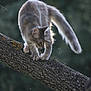 cat, tree, branch, animal, outdoor, nature, fur, gray, tail, paw, climbing, wildlife, forest, background_blur, mammal, whiskers, alert, daylight, closeup, curious