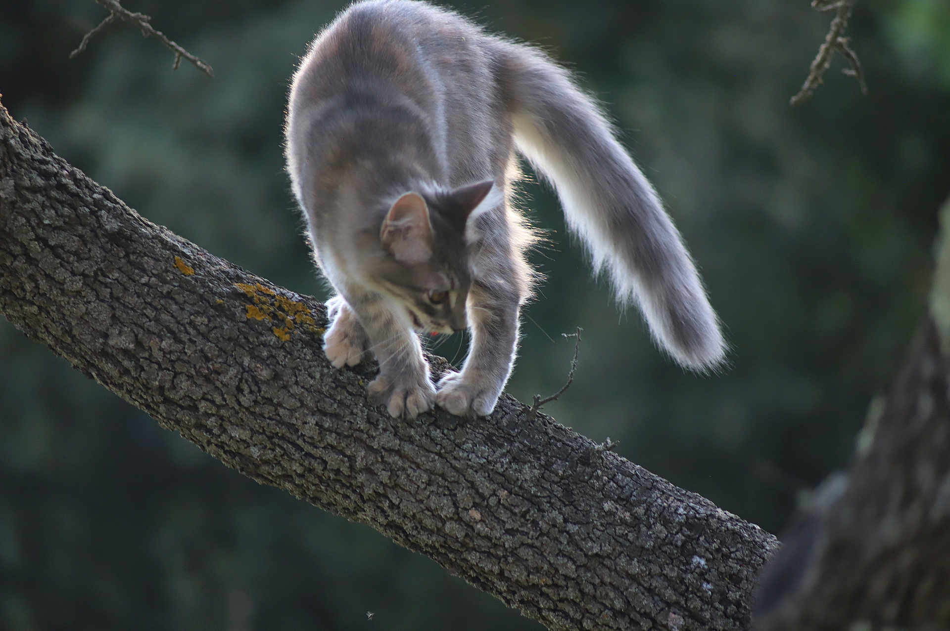 Aïna a rejoint le concours — aidez-le/la à gagner de superbes lots ! cat, tree, branch, animal, outdoor, nature, fur, gray, tail, paw, climbing, wildlife, forest, background_blur, mammal, whiskers, alert, daylight, closeup, curious