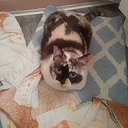 Phoenix joined the competition — help win amazing prizes! carnivore, cat, comfort, domestic_short_haired_cat, felidae, font, fur, paw, photo_caption, small_to_medium_sized_cats, snout, square, tail, whiskers