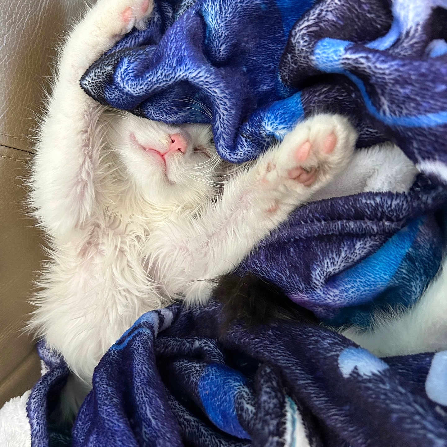 Puff Puff joined the competition — help win amazing prizes! animal, blanket, canine, cat, couch, dog, ferret, furniture, kitten, laundry, person, pet, puppy, quilt, rabbit, sleeping, towel, velvet