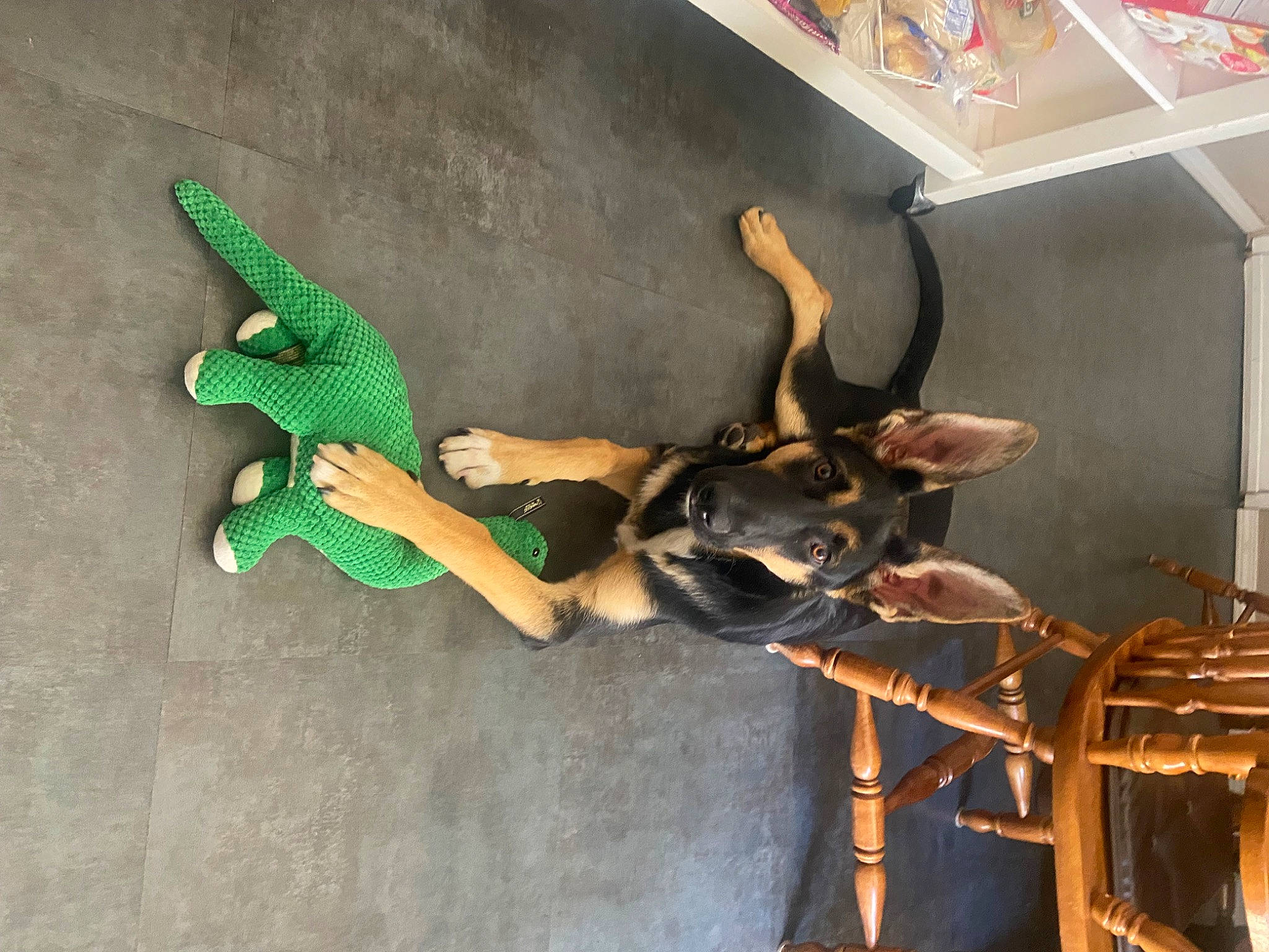 Aurora joined the competition — help win amazing prizes! antler, art, event, fawn, fictional_character, flooring, horn, metal, tail, terrestrial_animal, vertebrate, wing, wood, working_animal