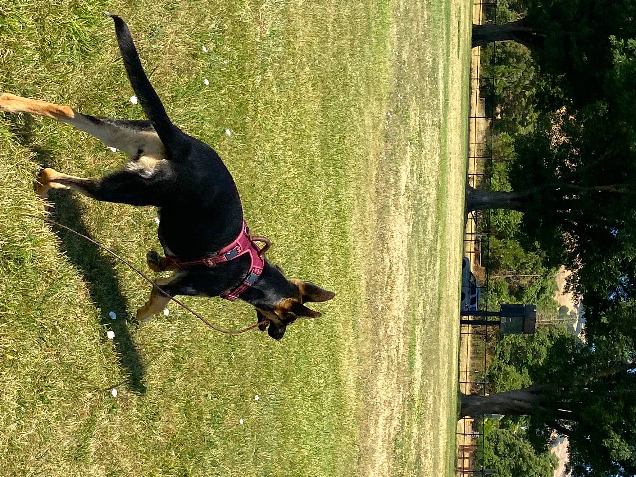 Aurora joined the competition — help win amazing prizes! adventure, carnivore, collar, companion_dog, dog, dog_breed, dog_collar, grass, guard_dog, leash, leisure, plant, recreation, shadow, sporting_group, tail, tints_and_shades, tree, working_animal, working_dog