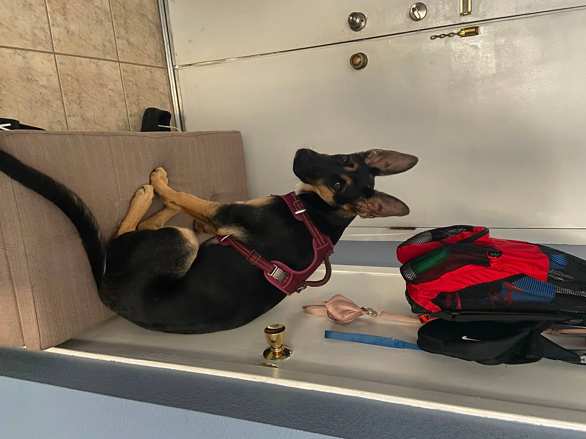 Aurora is registered to the contest to win money with this photo: art, bag, canidae, carnivore, collar, comfort, companion_dog, dog, dog_breed, dog_collar, dog_supply, fawn, flooring, leash, luggage_and_bags, pet_supply, room, snout, sporting_group, window