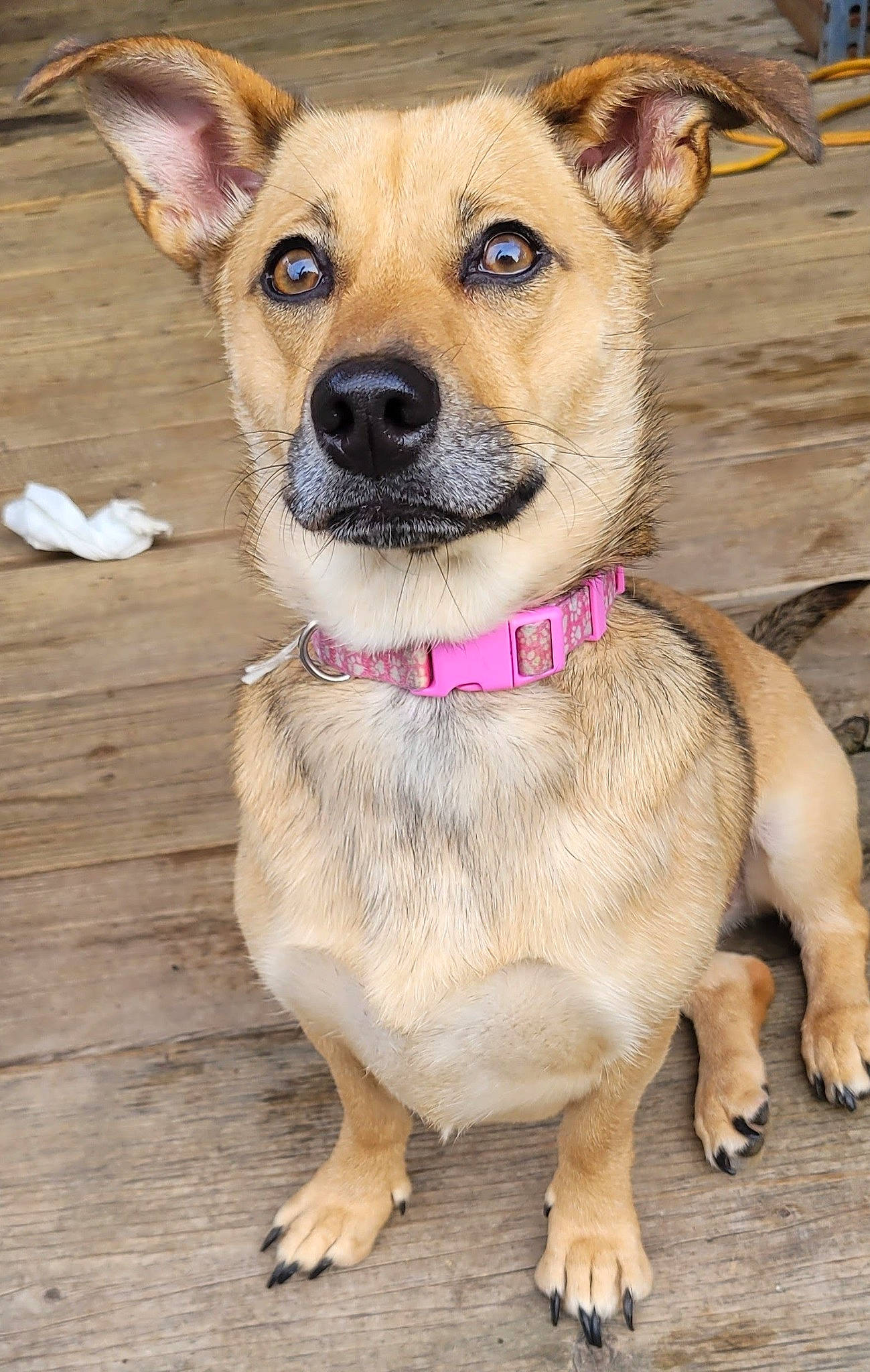 Bailey is registered to the contest to win money with this photo: canidae, carnivore, collar, companion_dog, dog, dog_breed, dog_clothes, dog_collar, dog_supply, fawn, fur, leash, paw, pet_supply, snout, sporting_group, toy_dog, whiskers, wood, working_animal