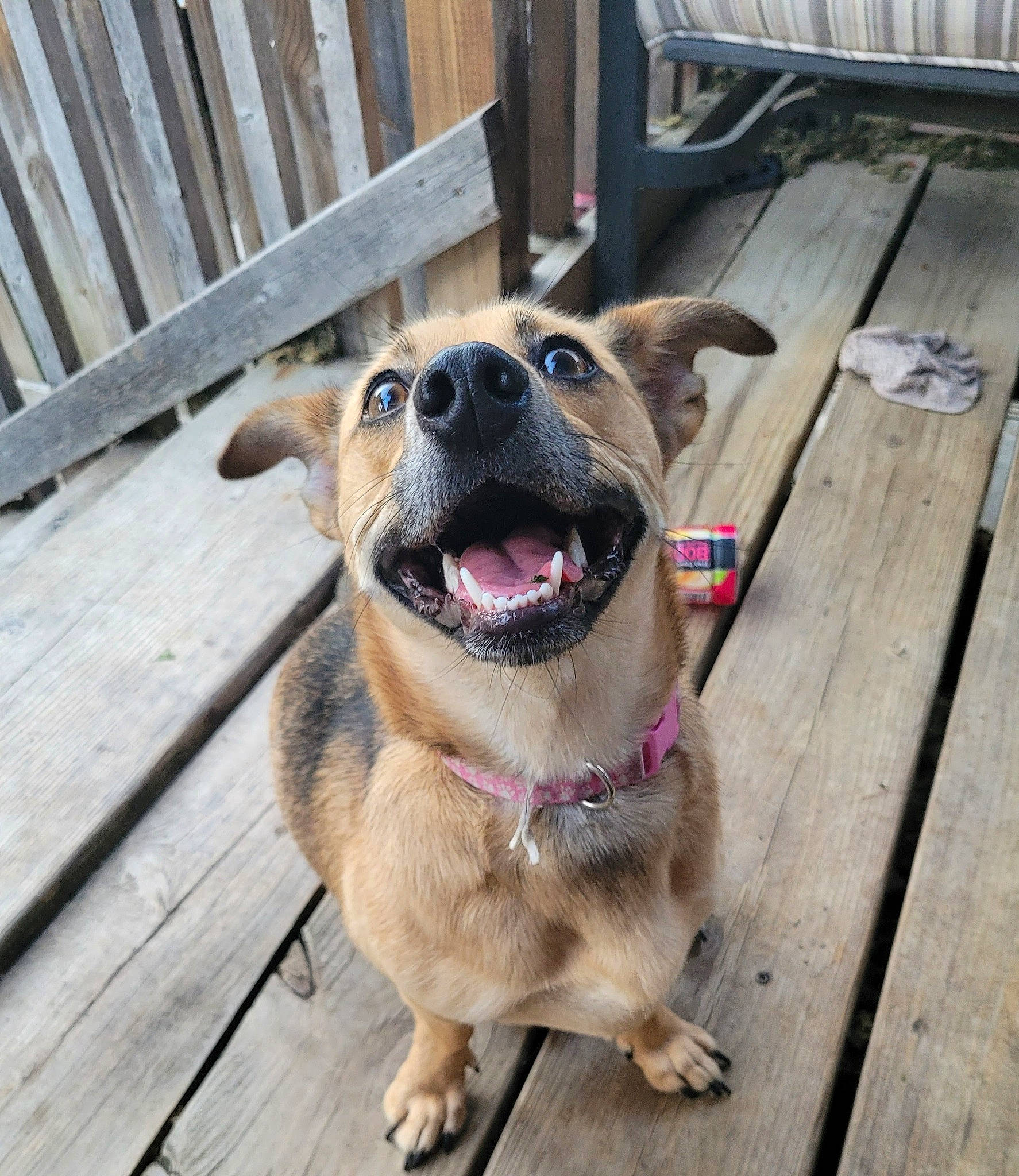 Bailey is registered to the contest to win money with this photo: carnivore, collar, companion_dog, dog, dog_breed, dog_collar, dog_supply, fence, flooring, hardwood, home_fencing, leash, paw, pet_supply, plank, street_dog, tail, whiskers, wood, working_animal