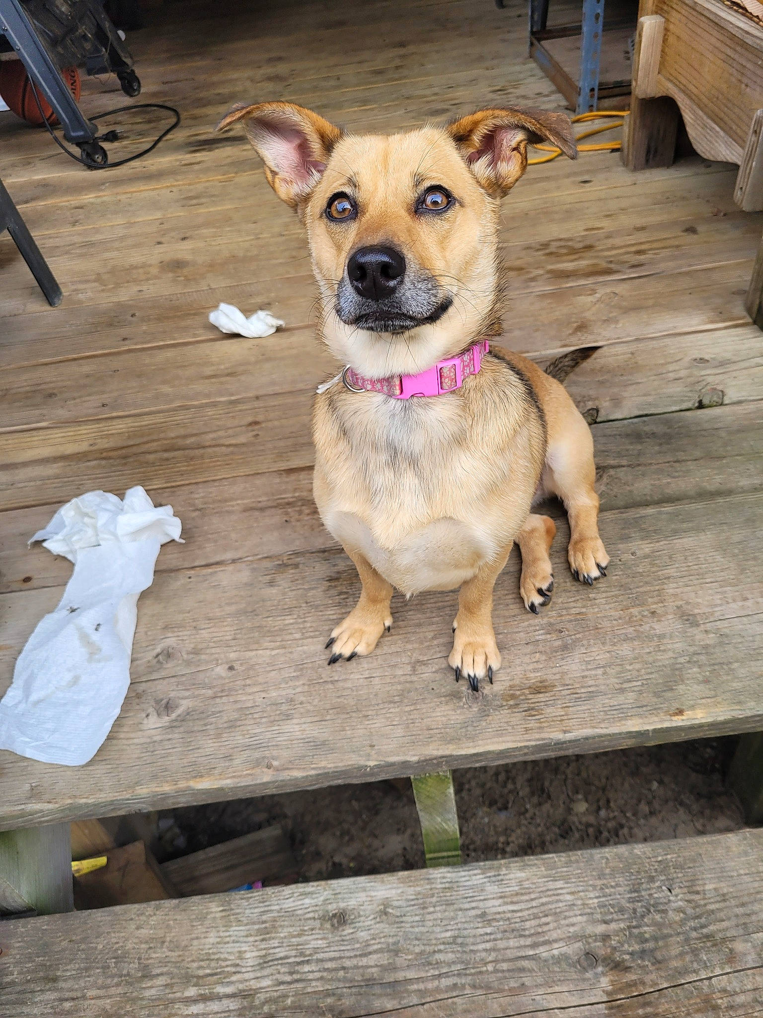 Bailey joined the competition — help win amazing prizes! canidae, carnivore, collar, companion_dog, dog, dog_breed, dog_clothes, dog_collar, dog_supply, fawn, fur, hardwood, leash, pet_supply, snout, sporting_group, street_dog, toy_dog, wood, working_animal